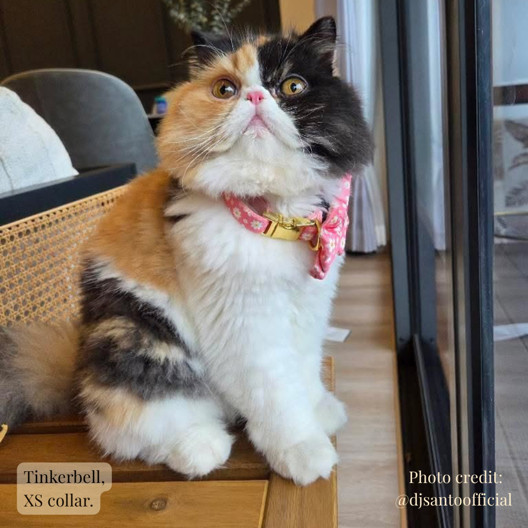 Tinkerbell, XS collar..png