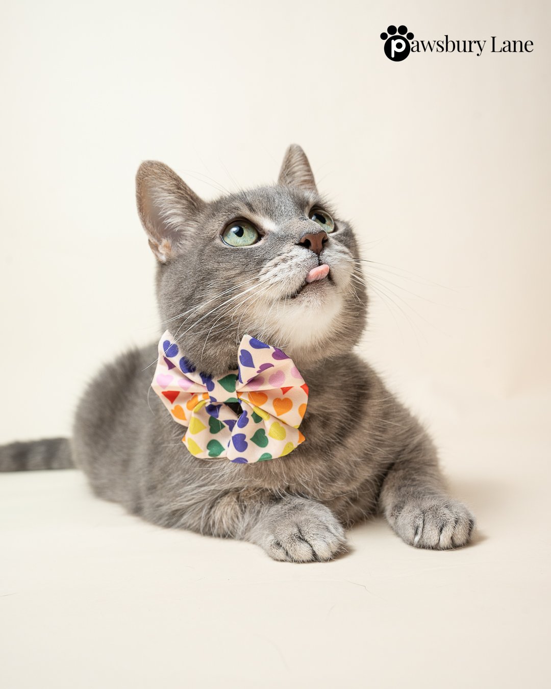 Love in Color - Sailor Bow