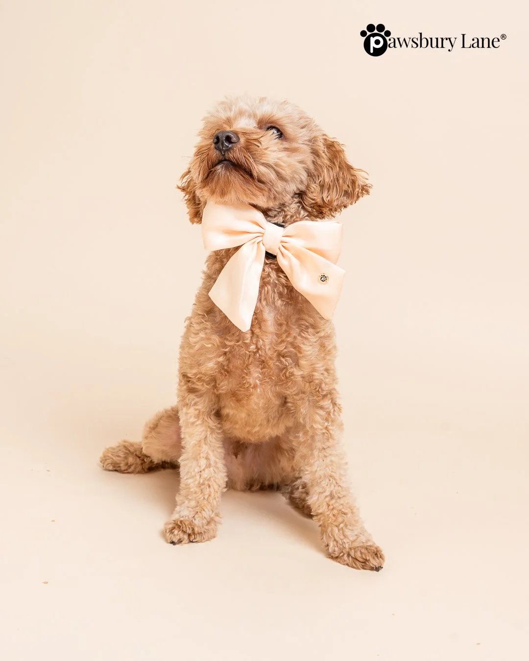 The Satin Collection - Dog Bow - Daffodil