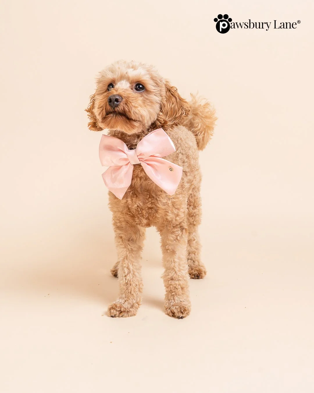 The Satin Collection - Dog Bow - Blush Pink
