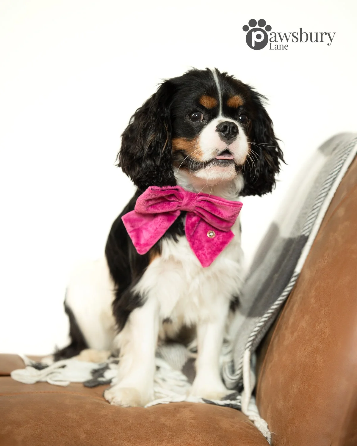 Classic Velvet - Berry Pop - Pet Bow