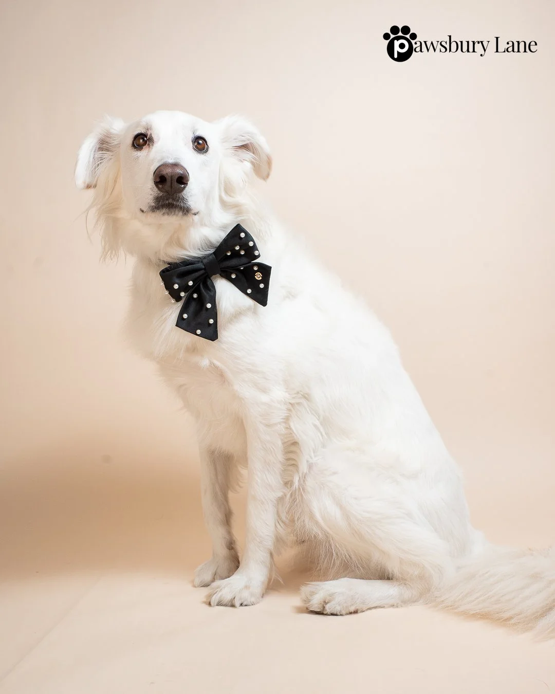 Sugar and Pearls - Jet - Pet Sailor Bow