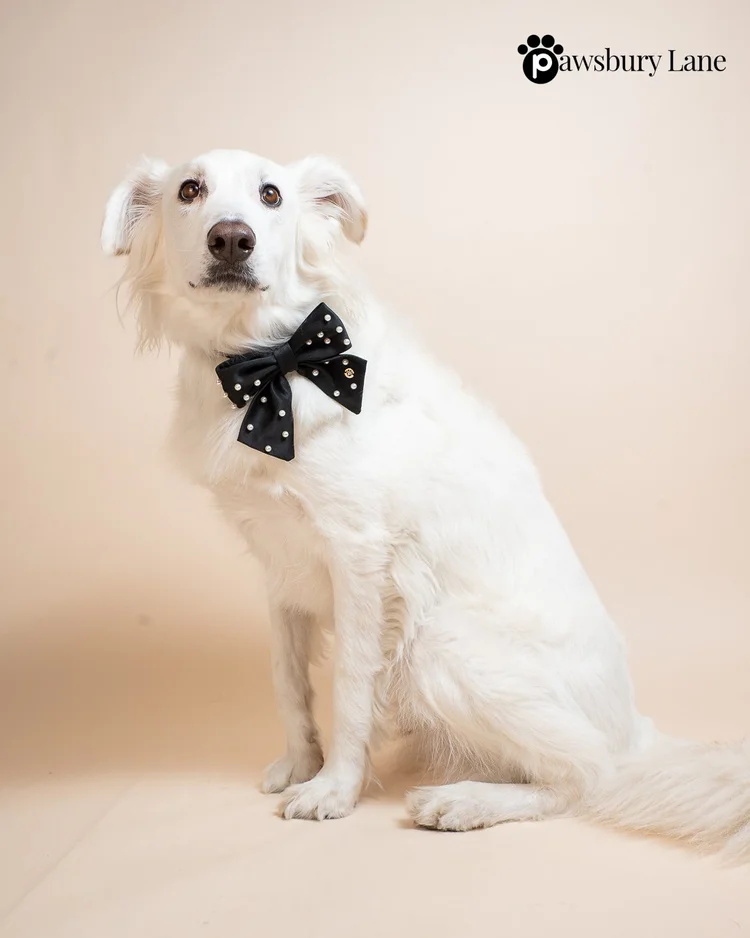 Sugar and Pearls - Jet - Pet Sailor Bow