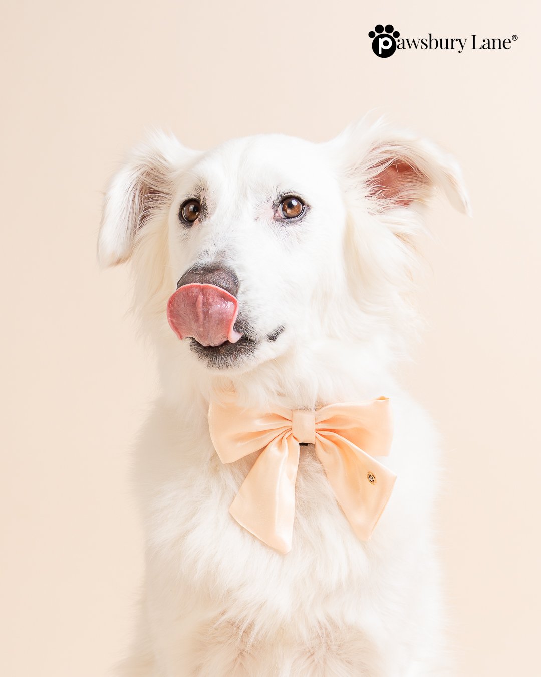 The Satin Collection - Dog Bow - Daffodil