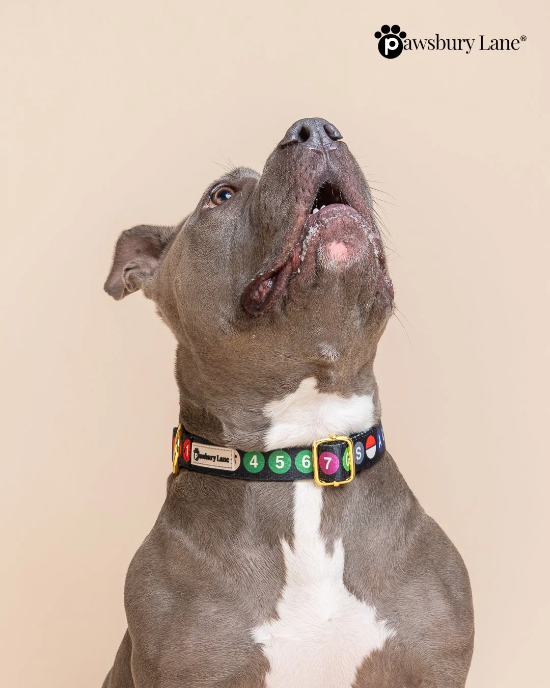 NYC Subway Series - Pet Collar
