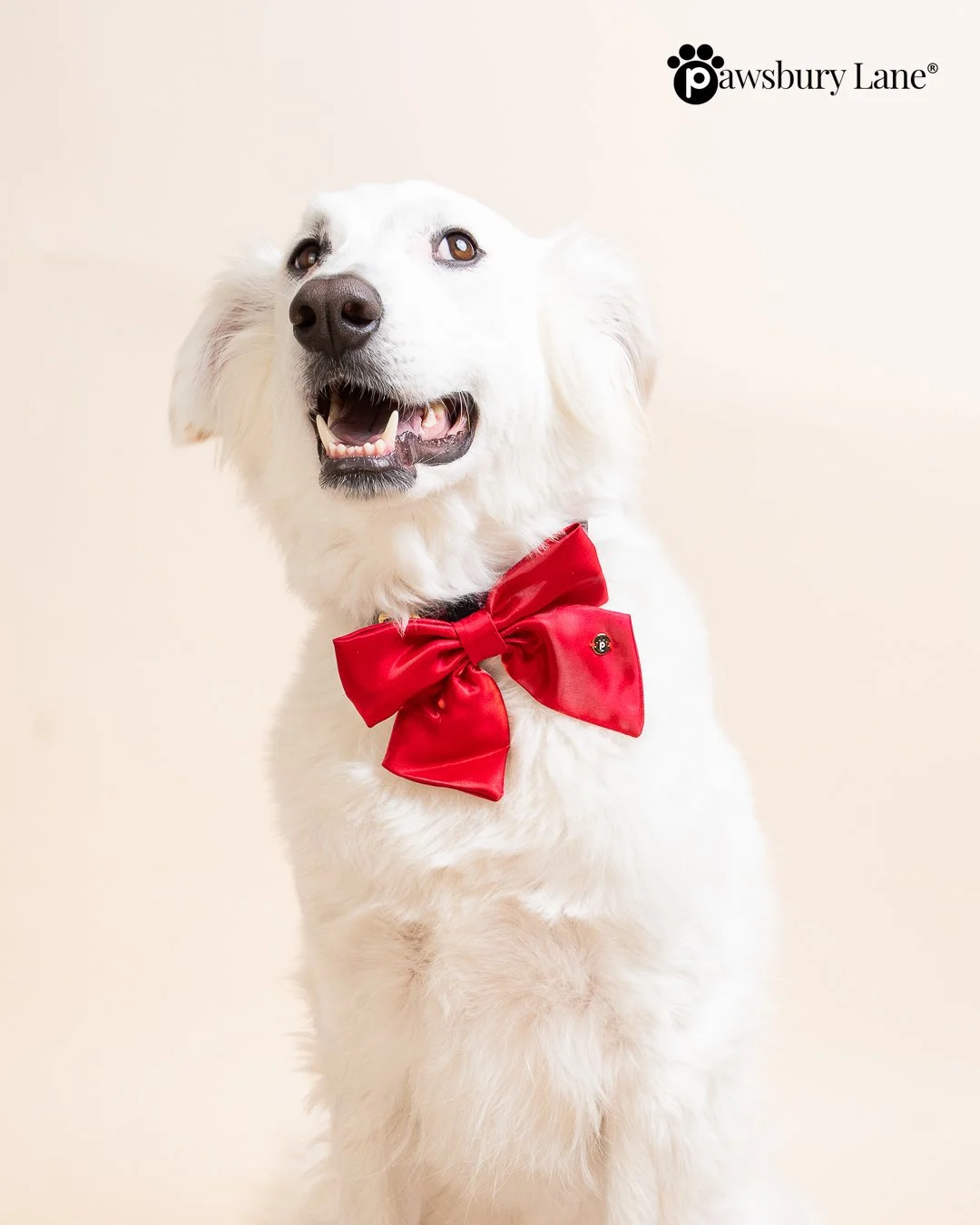 The Satin Collection - Dog Bow - Holly Red