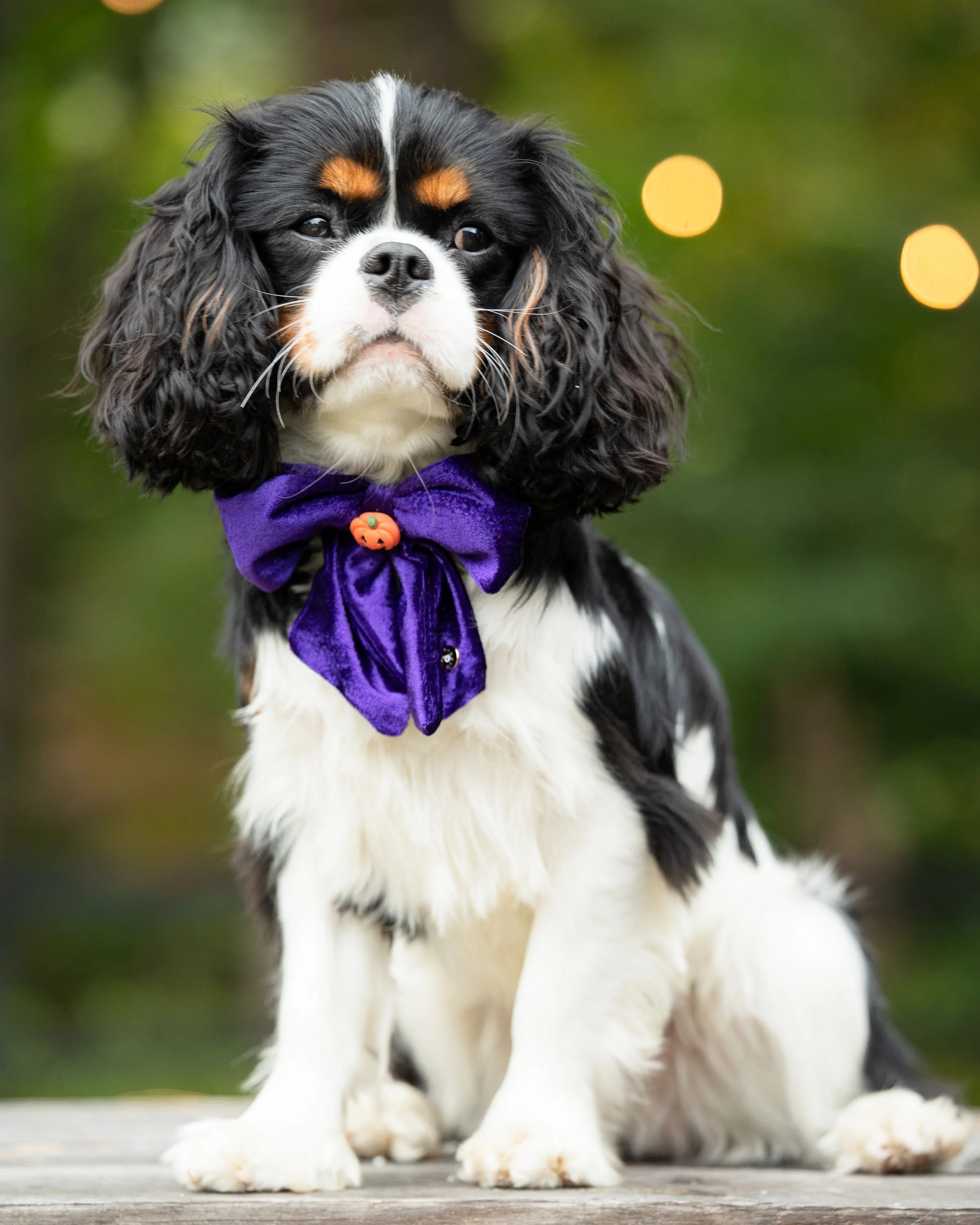 Halloween: Purple Velvet - Pet Bow