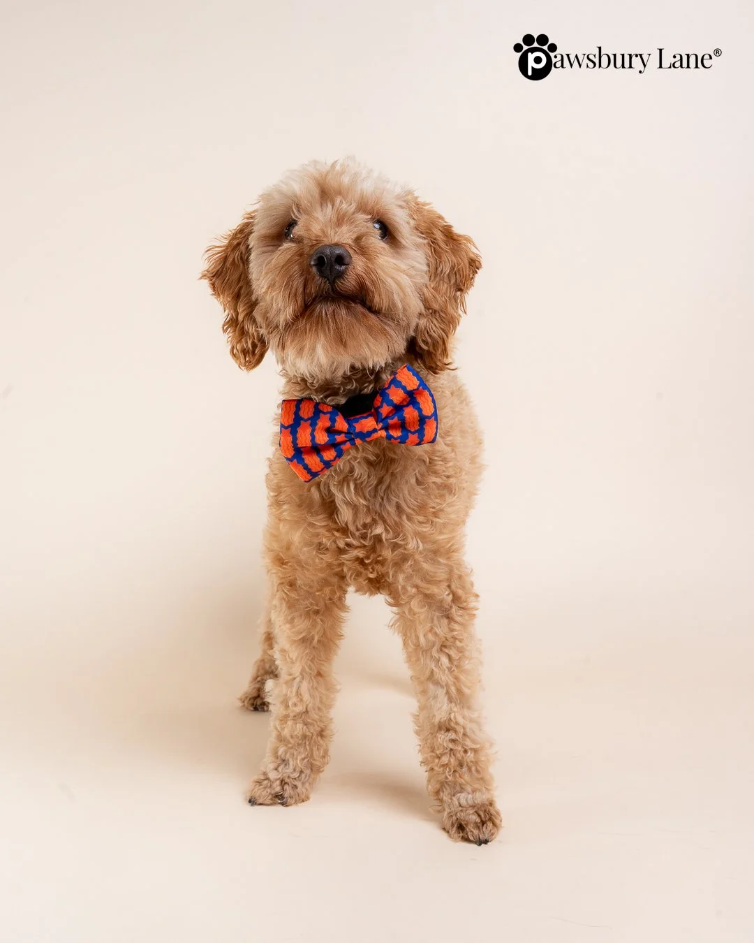 Game Day - Bow Tie