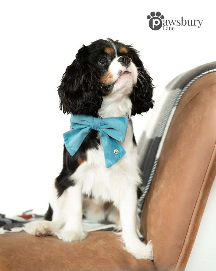 Classic Velvet - Turquoise - Pet Bow
