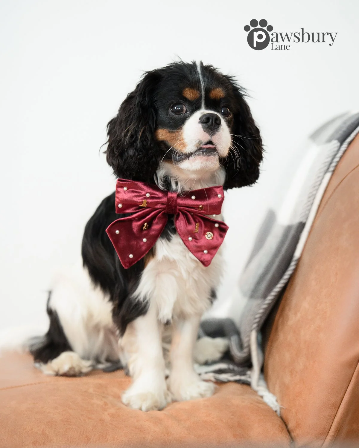 It's Snowing Cats and Dogs - Ruby - Pet Bow