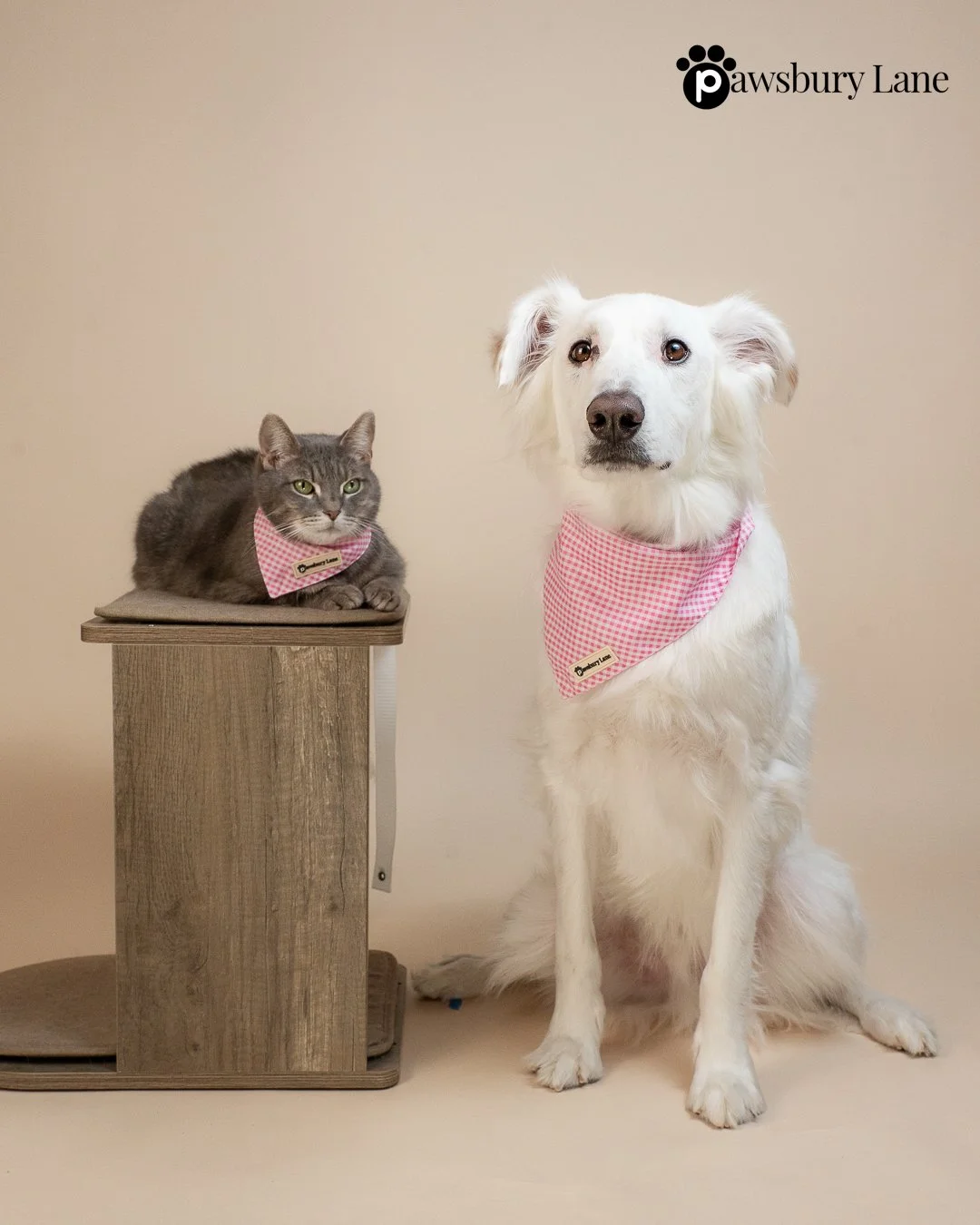 Riley cat Charlie dog.jpg