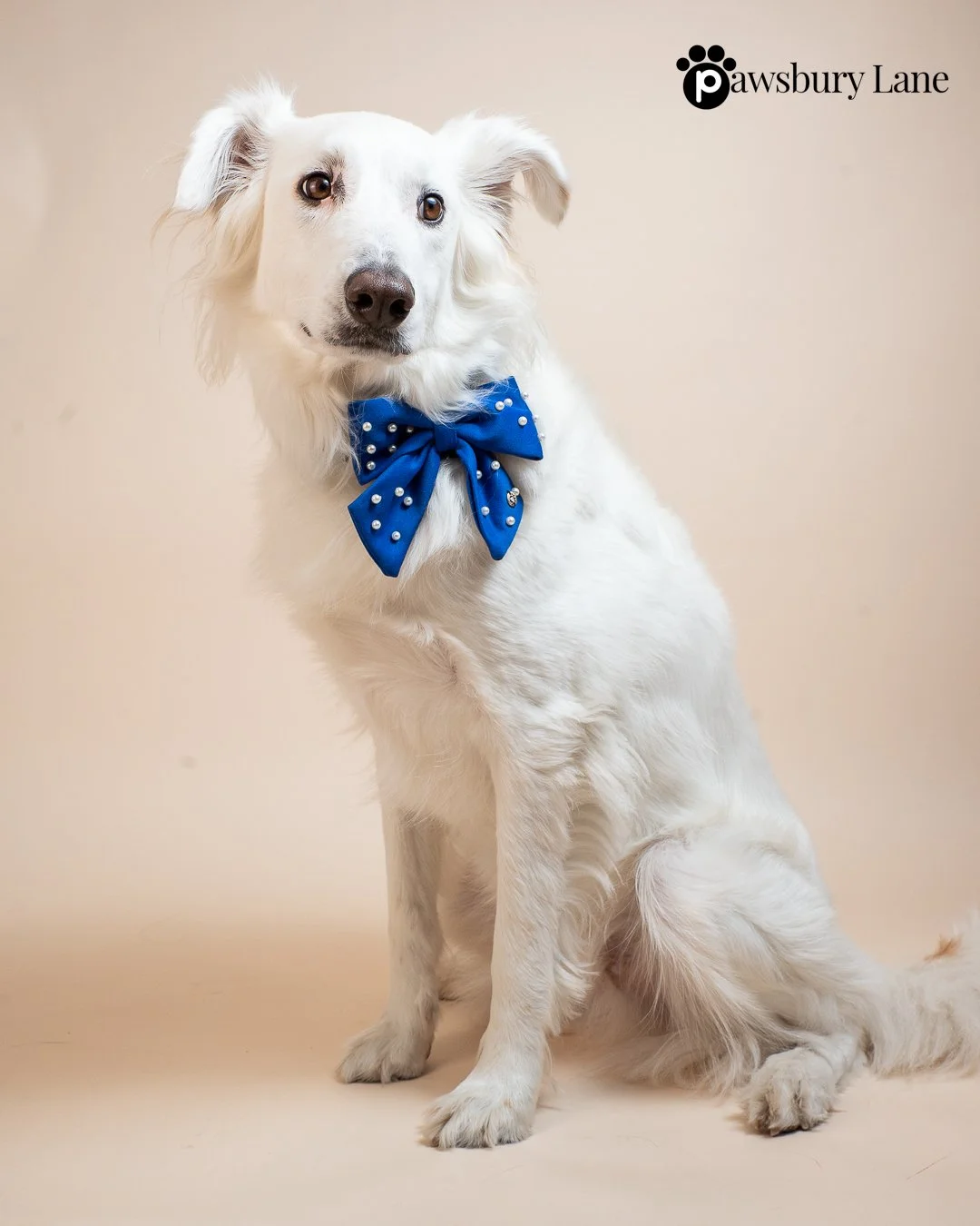 Sugar and Pearls - Royal Blue - Pet Sailor Bow
