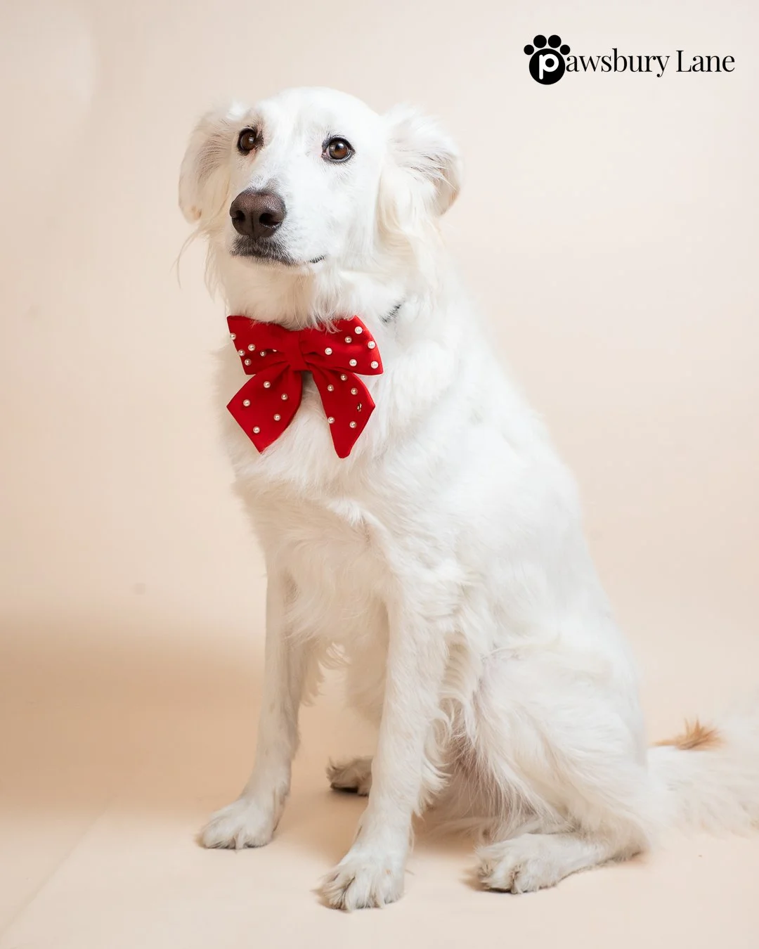 Sugar and Pearls - Holly Red - Pet Sailor Bow