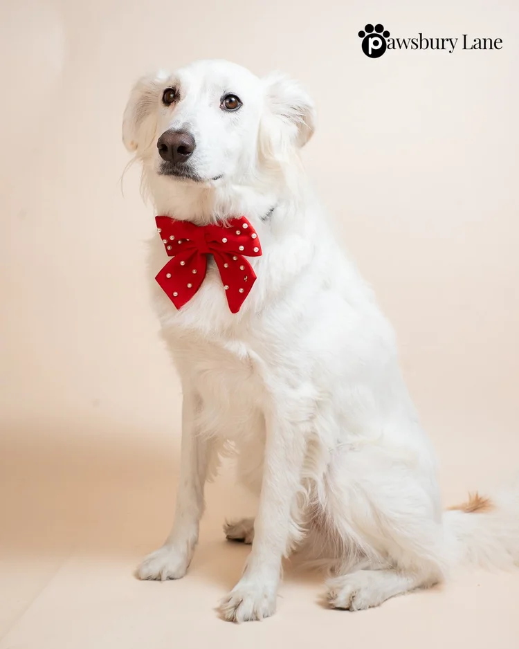 Sugar and Pearls - Holly Red - Pet Sailor Bow