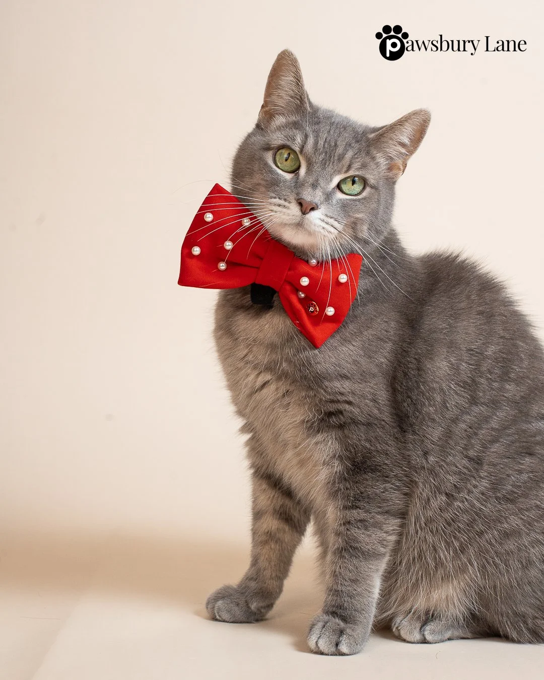 Sugar and Pearls - Holly Red - Pet Bow Tie