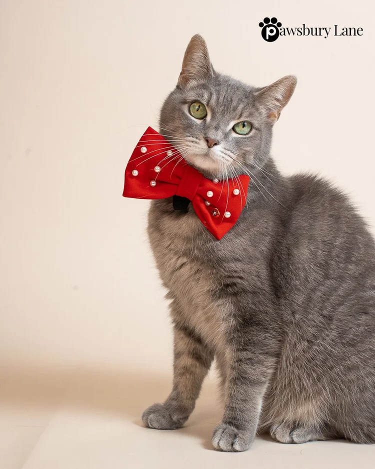 Sugar and Pearls - Holly Red - Pet Bow Tie