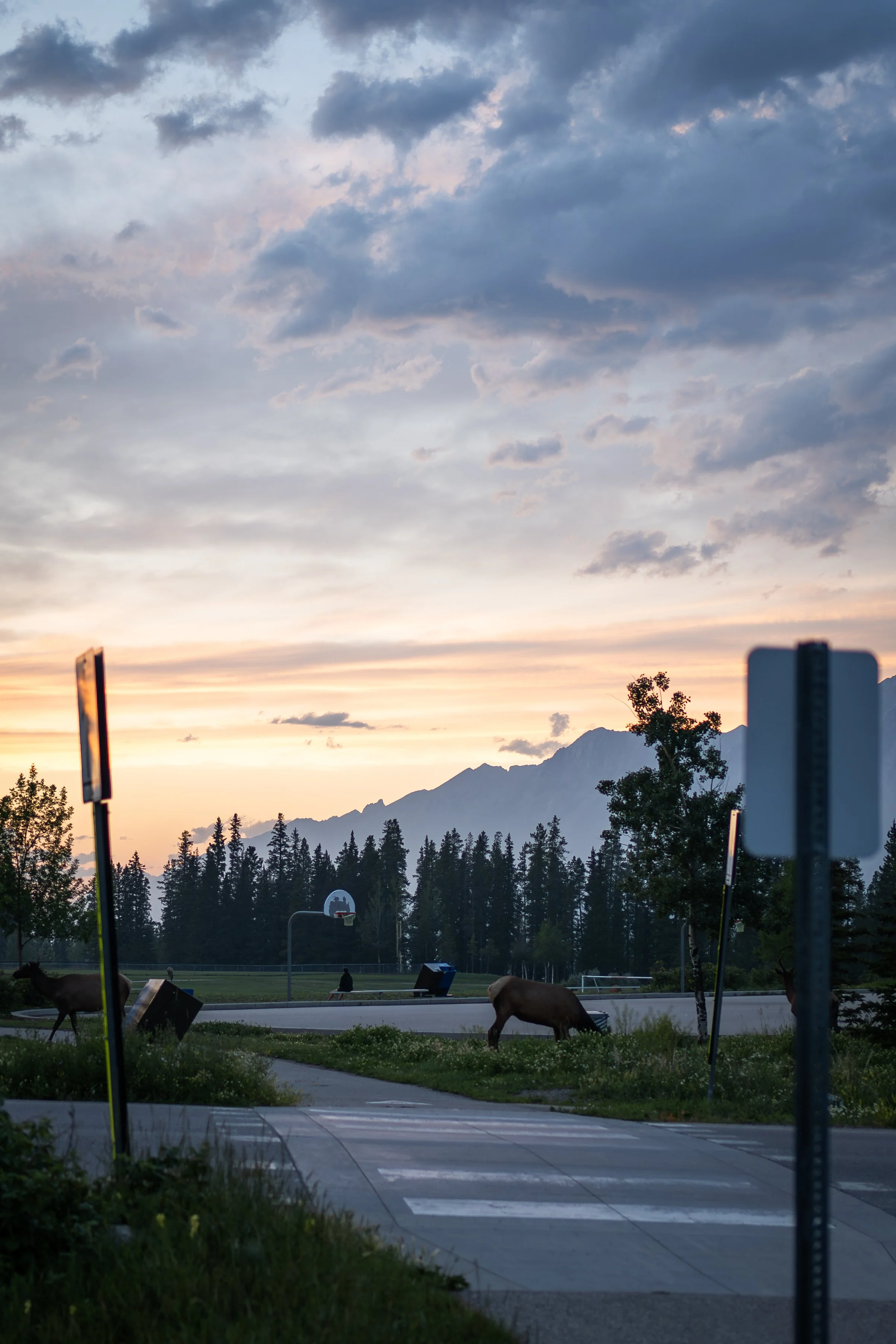 Animals grazing along a park pathway with mountains and a sunset sky in the background.