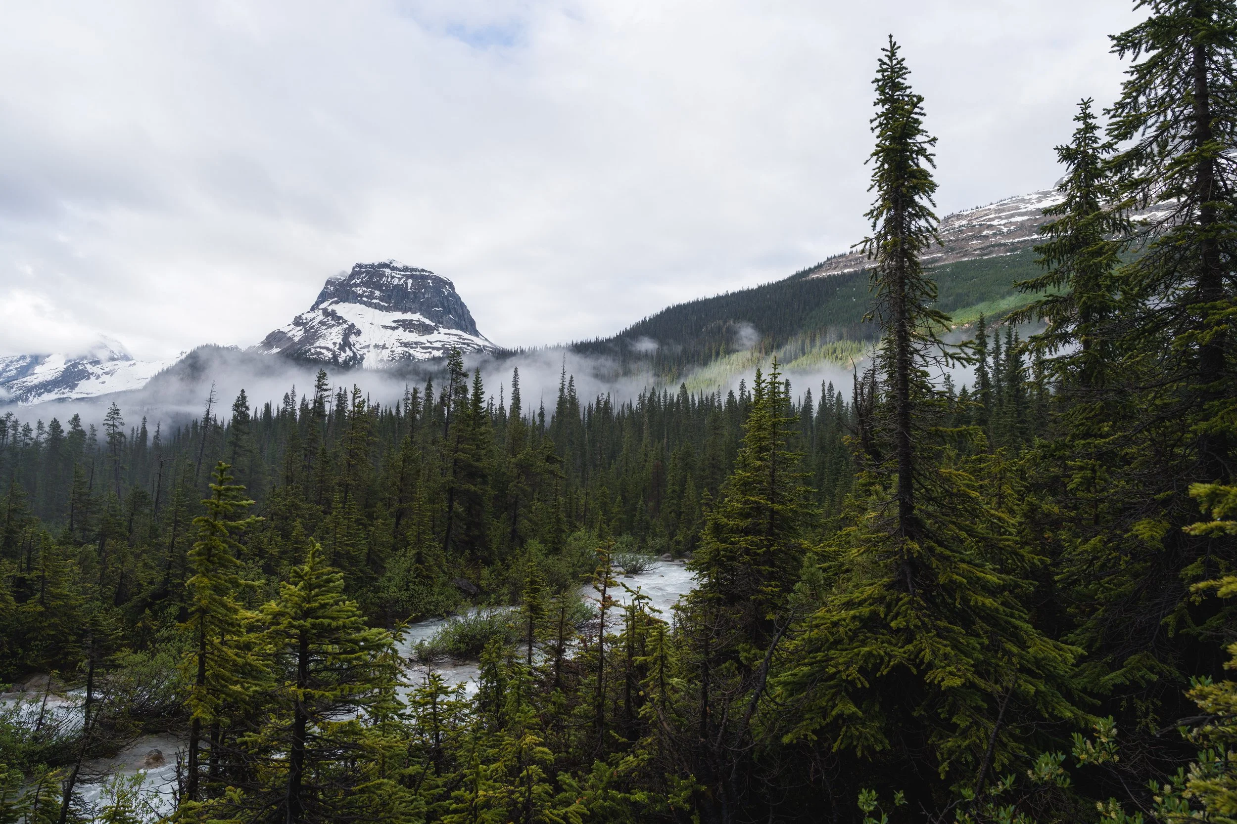 A lush green forest with tall pine trees, a flowing river, and snow-capped mountains in the background under a cloudy sky.