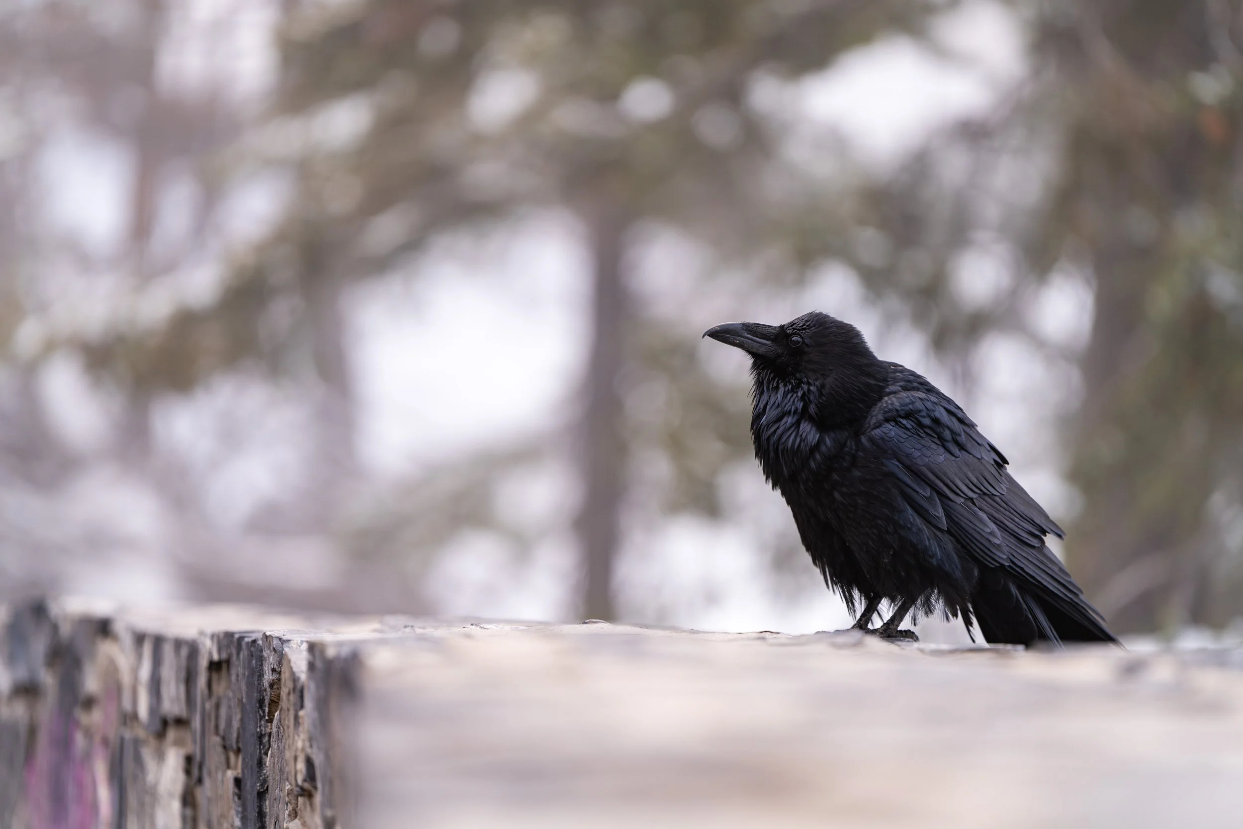 A black raven sitting on a wooden surface with a blurred natural background.