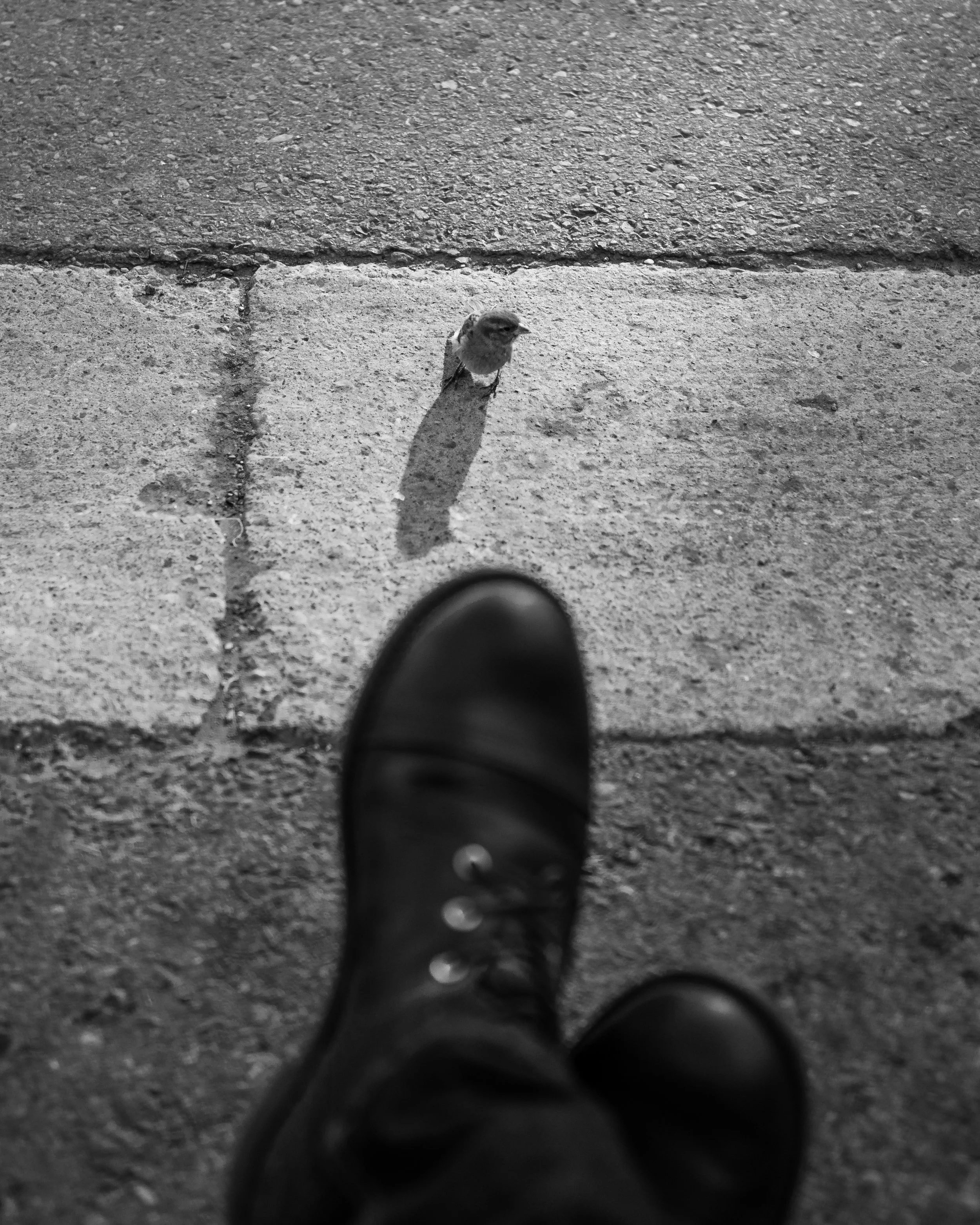Black and white photo of a person's shoe and leg in the foreground, with a small bird casting a shadow on the concrete sidewalk in front.