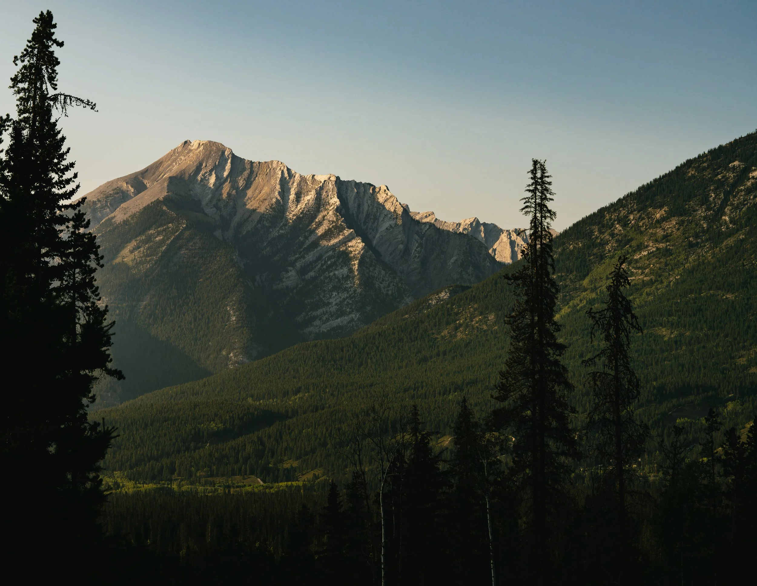 Mountains with forested slopes and tall pine trees under a clear sky
