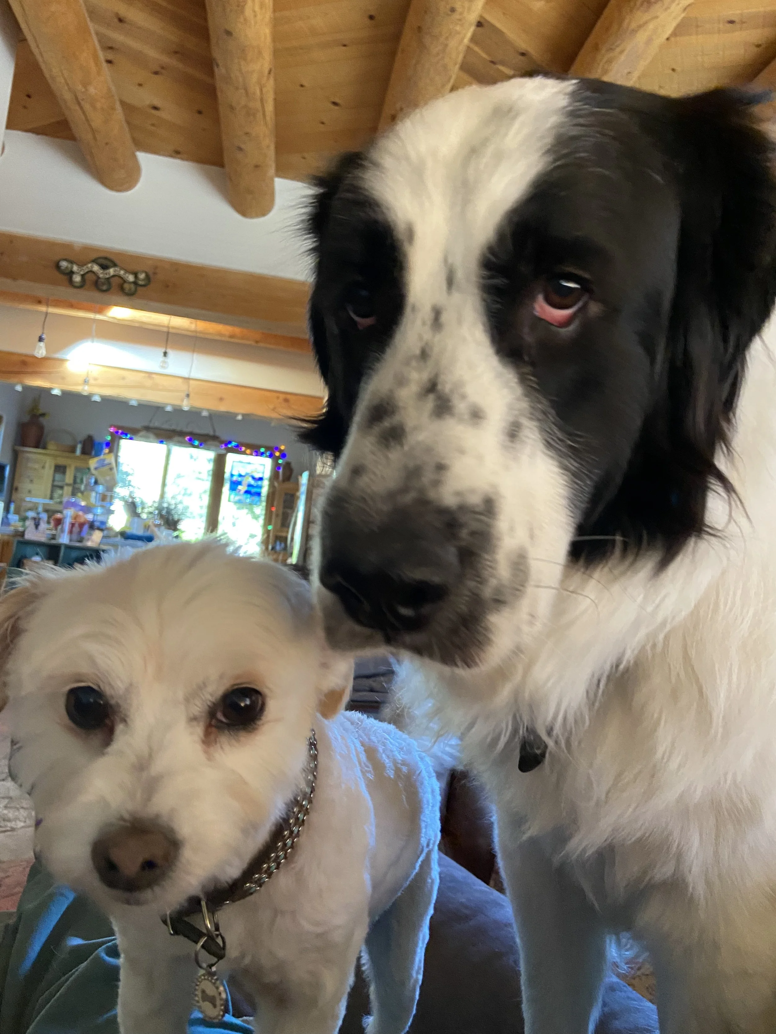 The Pet Food Revolution: What is your dog eating?