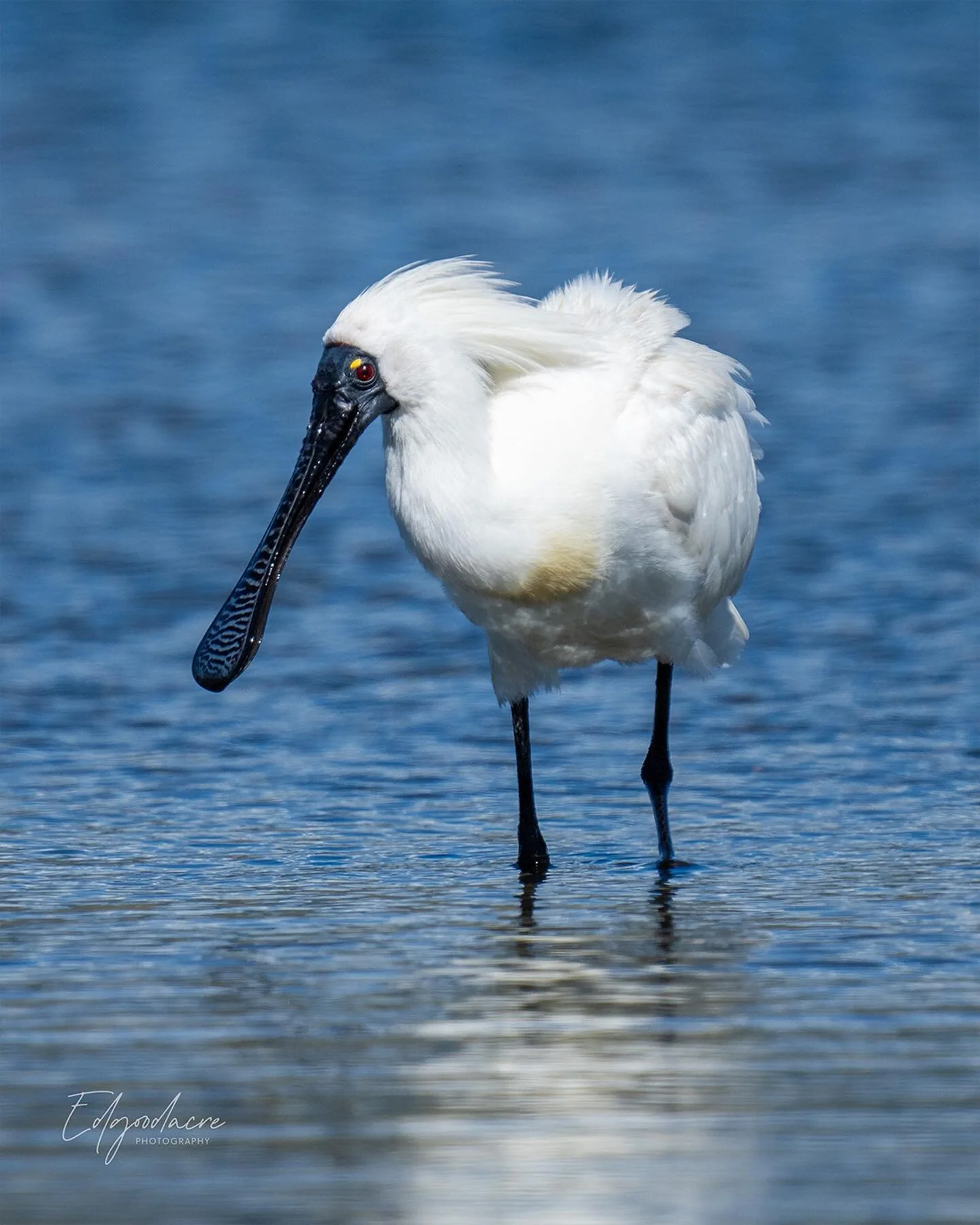 Spoonbill at Waikanae estuary

Sony a1
200-600