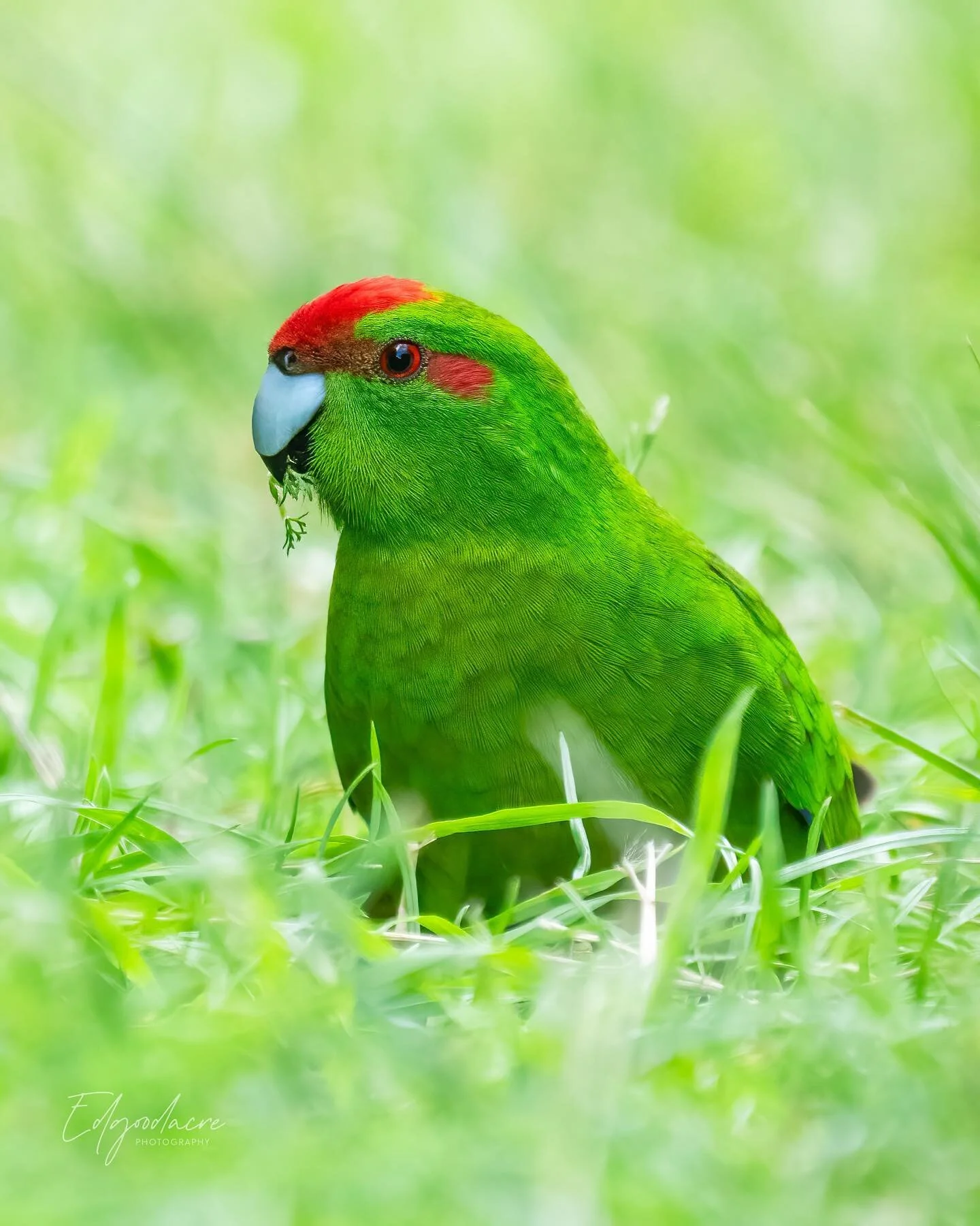 #kakariki on #kapitiisland

Sony 200-600
Sony a1