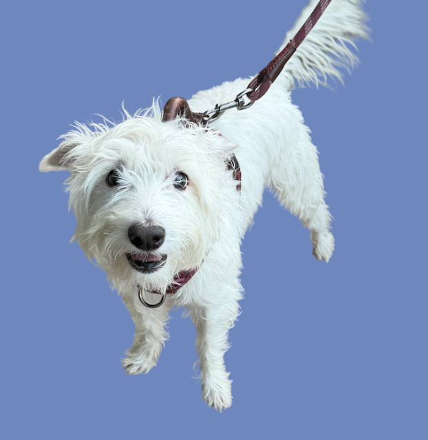 zali, inevitable agency, office dog