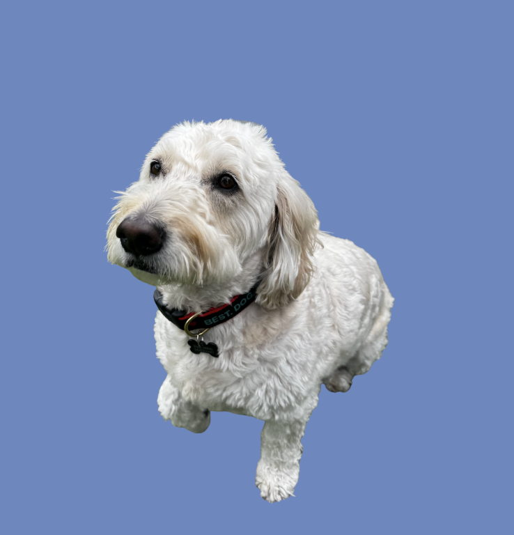 Donnie, Inevitable Agency Office Dog