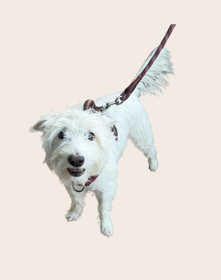 zali, inevitable agency, office dog