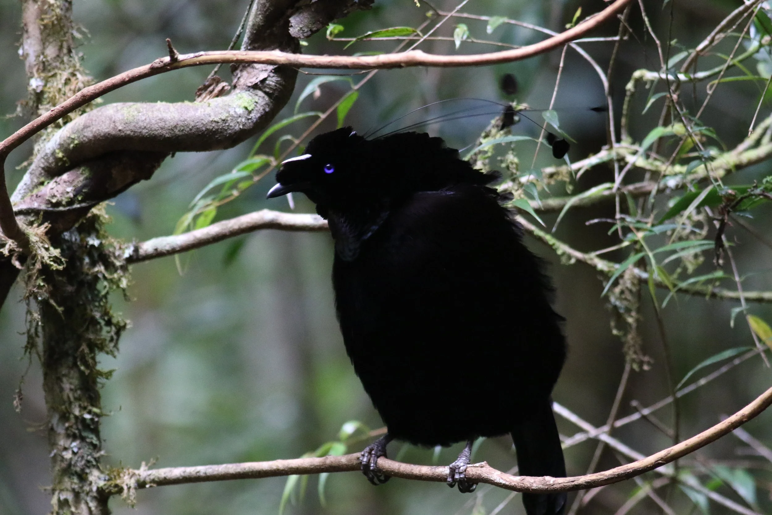 Western Parotia - West Papua Part 1