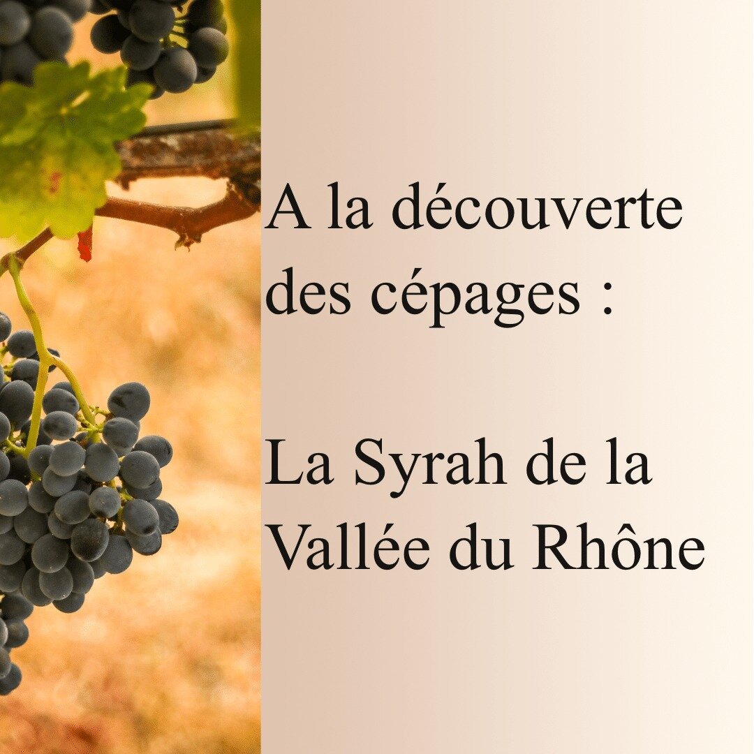 🍇 D&eacute;couverte des C&eacute;pages : La Syrah de la Vall&eacute;e du Rh&ocirc;ne 🍷
Focus sur un c&eacute;page embl&eacute;matique d'une vall&eacute;e r&eacute;put&eacute;e pour ses vins puissants et expressifs. ✨

#wine #winelover #winetasting 