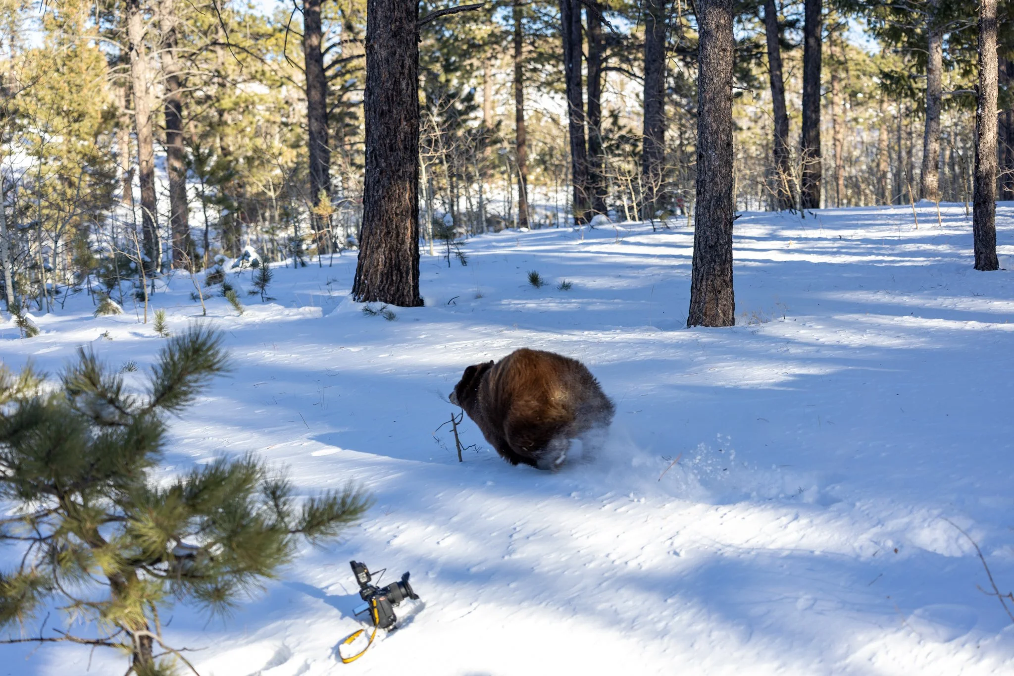 Five orphaned bear cubs released into Colorado wilderness