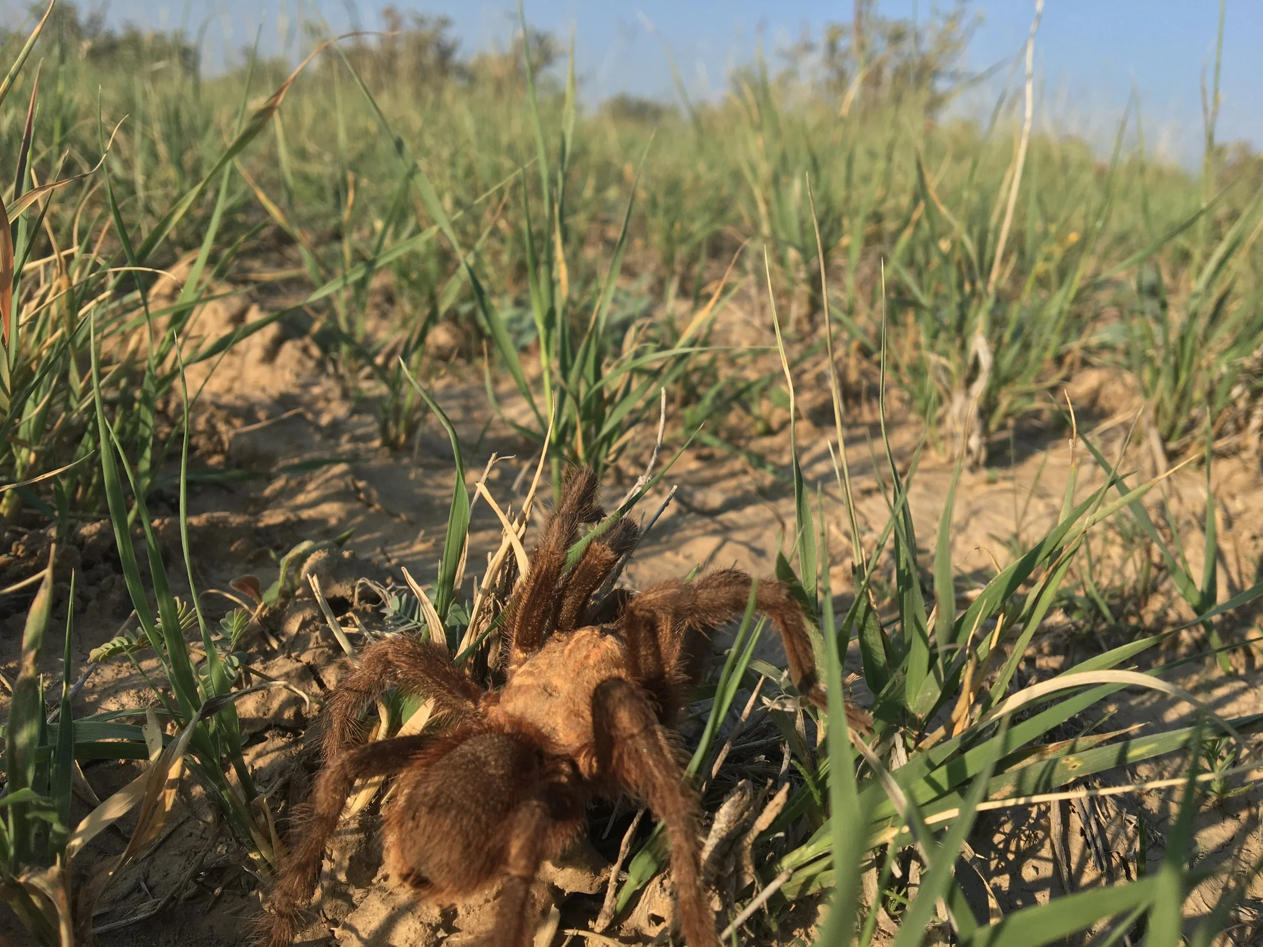 Tarantulas bring tourism to rural La Junta / RMPBS