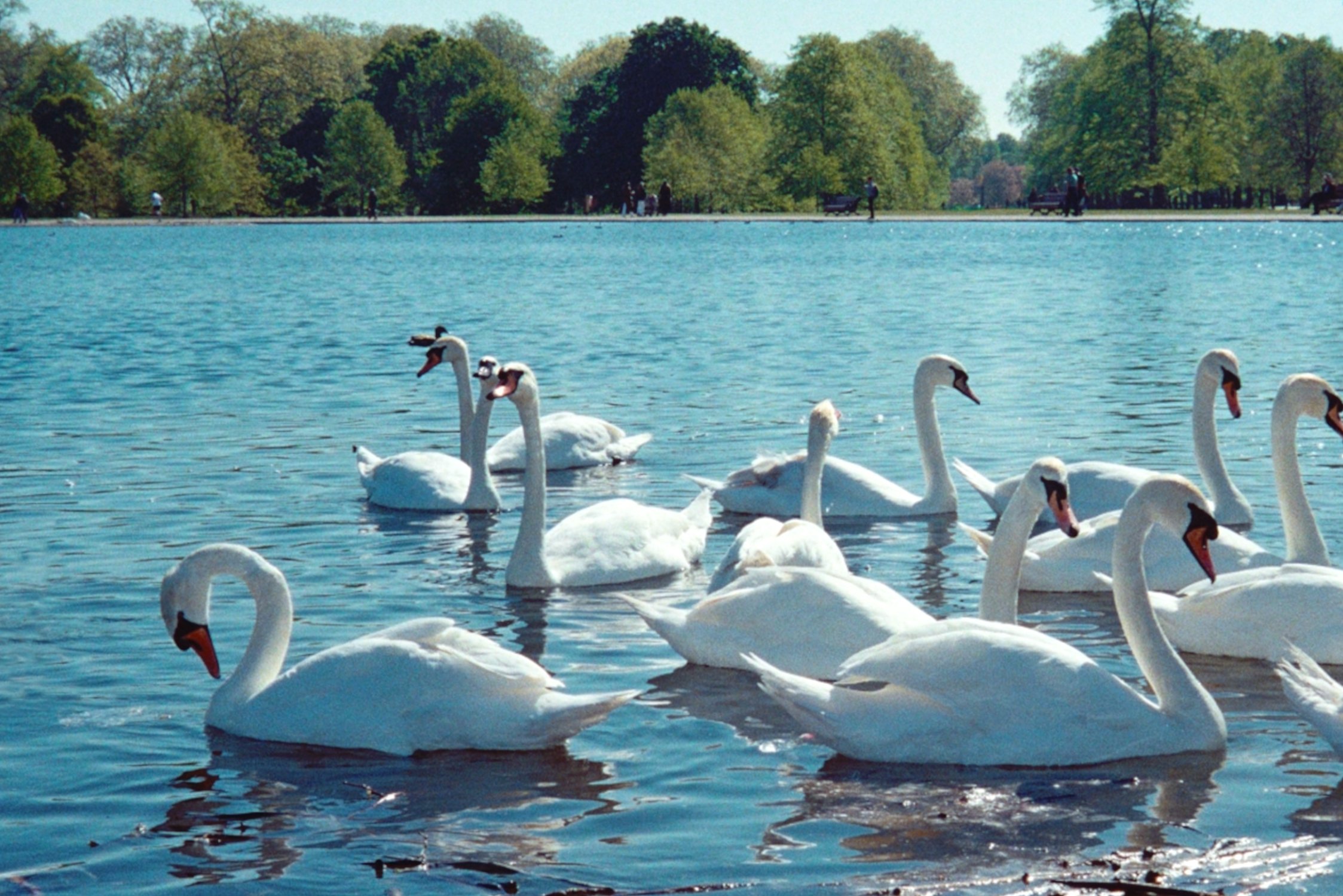 NEW_SWAN.jpg