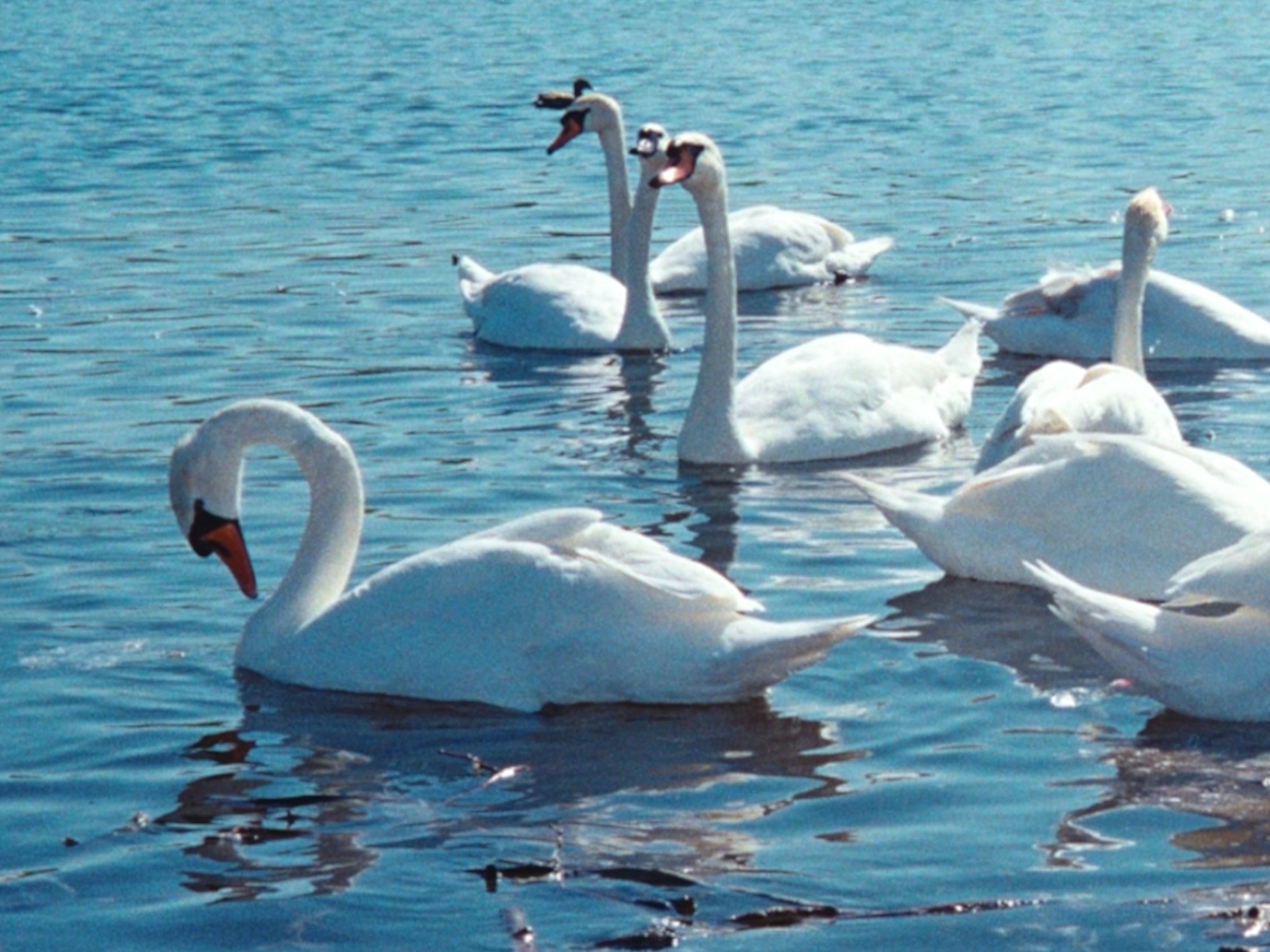 SWAN_CLOSE.jpg