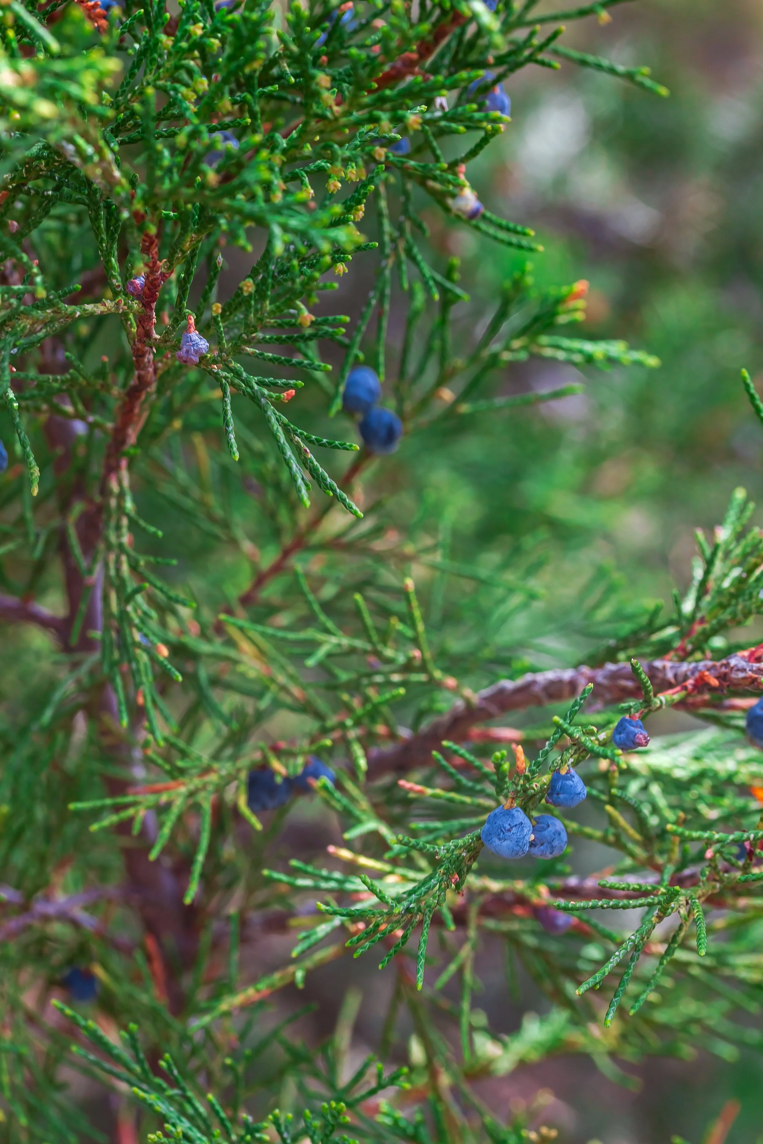 Walking with Juniper: A Salve of Memory and Movement