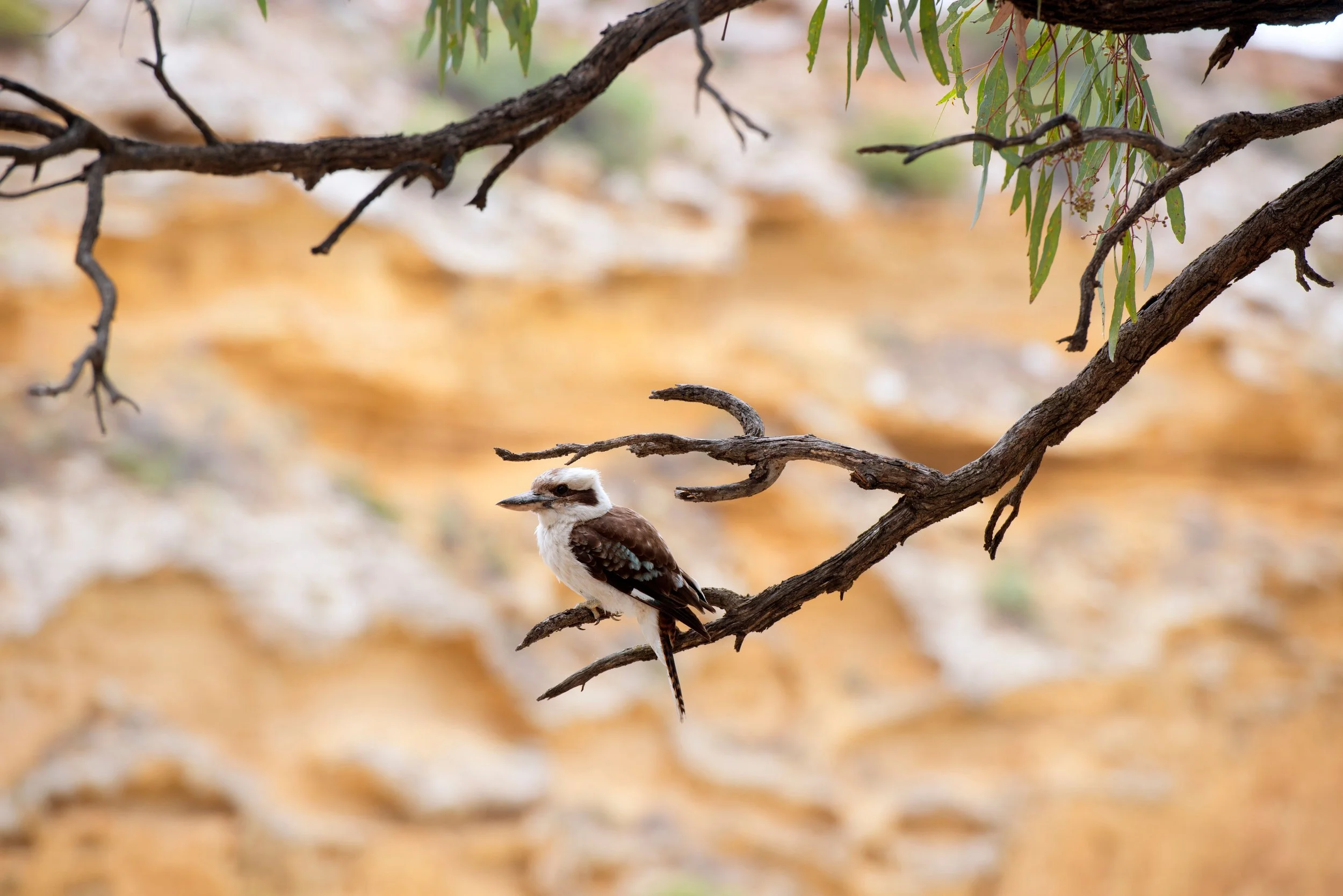 Kookaburra perched on a tree branch against a blurred background of rocks and greenery.