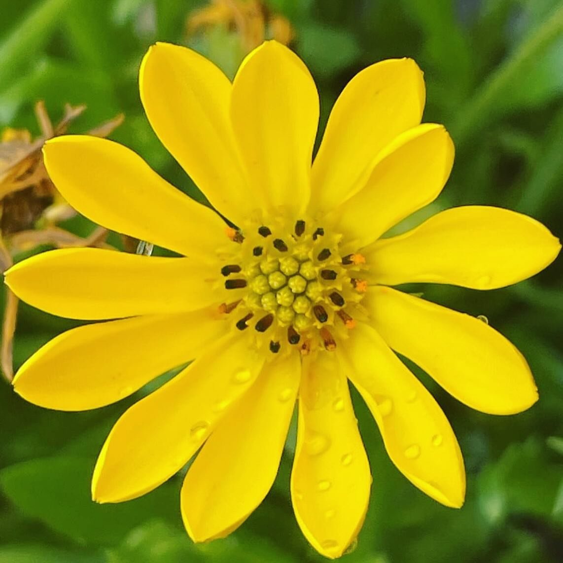 💛🔆💛Be the sunshine in someone&rsquo;s cloudy day! - Dr Christina 
.
.
.
#dr_christina #personalleadershipcoach #leadyourself #yellow #daisy #flowerstagram #beautiful #alive #agemazing #memories #grandparents #grandchildren #positivevibes #keepgoin