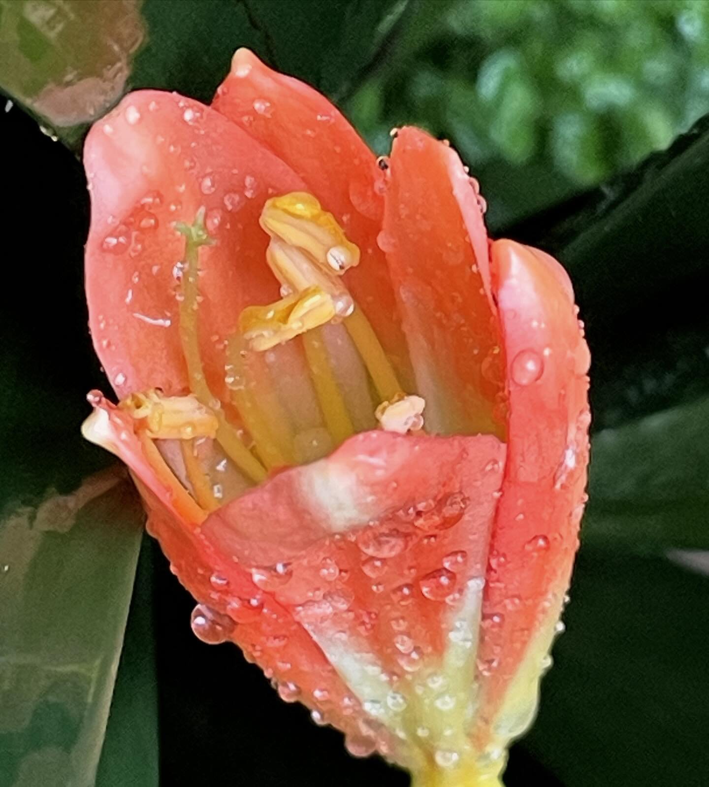 🧡🫶🧡To be able to see beauty in all around you, will help you to never grow old! - Dr Christina 
.
.
.
#dr_christina #personalleadershipcoach #veer_care #clivia #flower #bloom #plant #naturephotography #naturelovers #naturegram #naturetherapy #disa