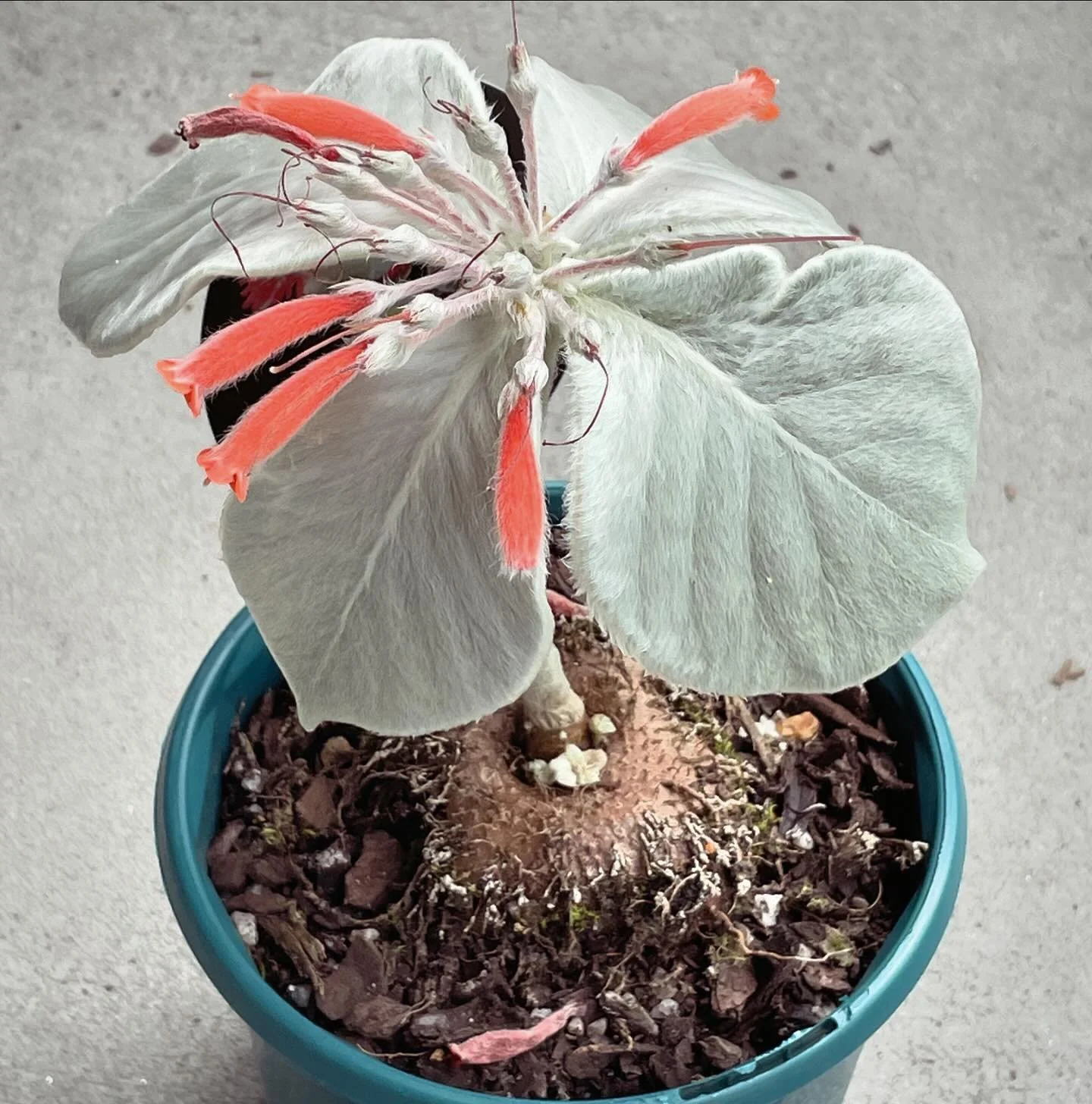 🫶🧡🫶To flourish, you need to stay connected to your roots! - Dr Christina 
.
.
.
#dr_christina #leadershipdevelopment #flourish #roots #brazilianedelweis #flower #silwerleaf #beautiful #gettingold #photooftheday #potential #grace #expat #expatlife 