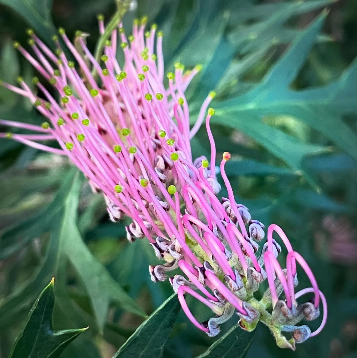 🫶🌸🫶To flourish, you need to stay connected to your roots! - Dr Christina 
.
.
.
#dr_christina #leadershipdevelopment #flourish #roots #grow #pink #flower #summer #beautiful #greatphoto #photooftheday #potential #grace #expat #expatlife #family #ca