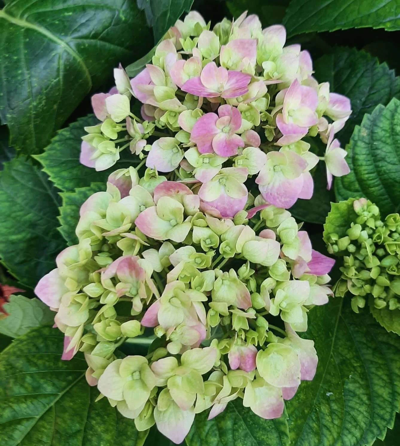 💞🤍💞Be a good friend to others, in every season of their lives! - Dr Christina 
.
.
.
#dr_christina #winter #pink #hydrangea #bloom #flowers #friendship #kindnessmatters #goldenmoments #photooftheday #kindness #nature #laughter #flowerstagram #beau