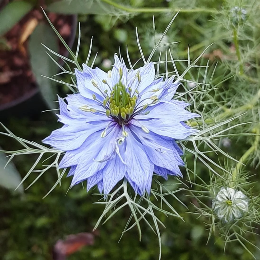 🌿💙🌿 Surround yourself with people who make you smile, even if you are feeling blue! - Dr Christina 
.
.
.
#dr_christina #personalleadershipcoach #leadyourself #blue #cornflower #flower #love #flowerstagram #positivevibes #naturephotography #knowyo