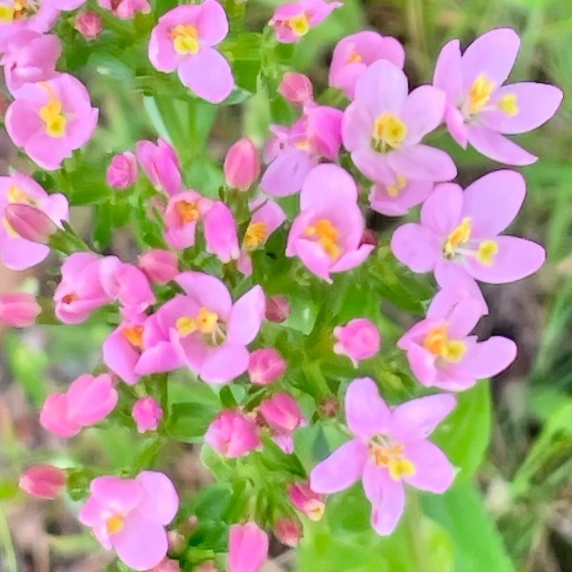 🌿🌸🌿Take time to care and grow the leader inside you! - Dr Christina 
.
.
.
#dr_christina #pink #original #small #flower #menopause #memories #taketimeforyourself #instagood #naturephotography #raw_flowers #believeinyourself #believe #selfgrowth #k