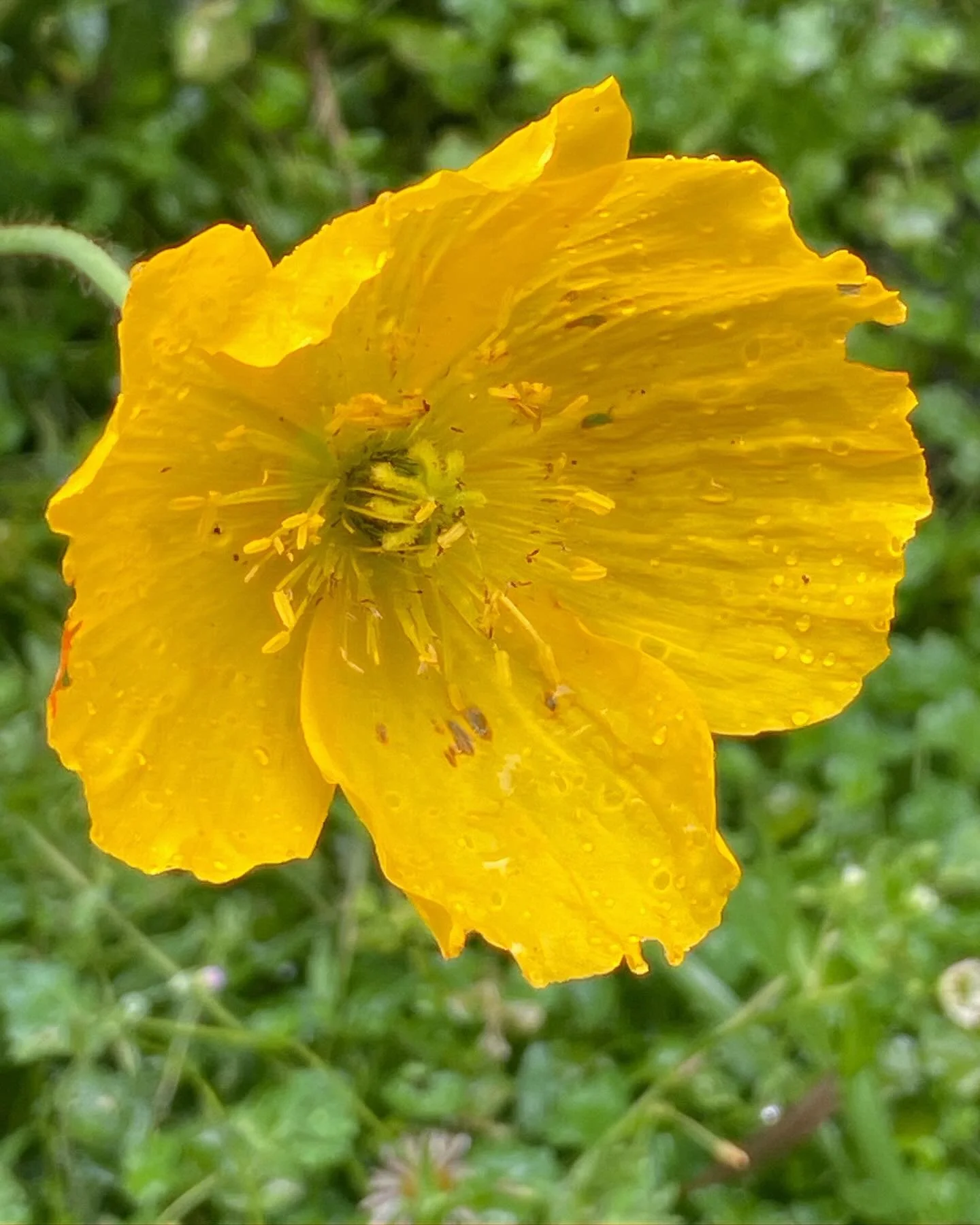 🤍🌼🤍To lead yourself, you need to remember what is really important to you! - Dr Christina
.
.
.
#dr_christina #leadyourself #yellow #poppy #flower #flowerphotography #instagood #remember #splendid_flowers #greatsecretoflife #inspiration #empowerme