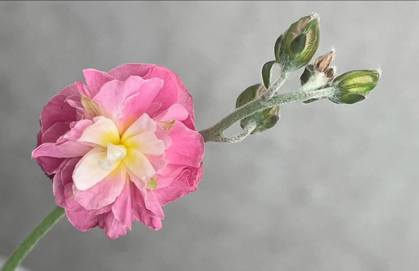 💫🌸💫May you grow, open yourself up to opportunities and turn towards the future &hellip; just like a flower! - Dr Christina
.
.
.
#dr_christina #personalleadershipcoach #leadyourself #pink #flower #future #trust 
#great_myflower #mydailyflower #bes