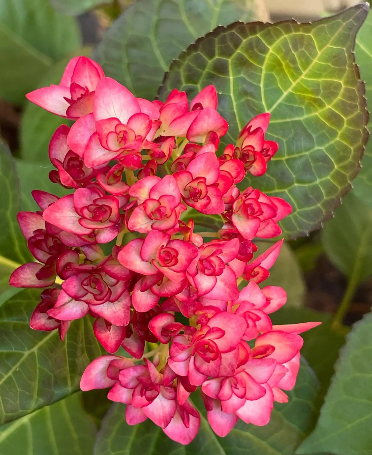 💞🤍💞Be a good friend to others, in every season of their lives! - Dr Christina 
.
.
.
#dr_christina #season #pink #hydrangea #bloom #flowers #friendship #kindnessmatters #goldenmoments #photooftheday #kindness #nature #laughter #flowerstagram #beau