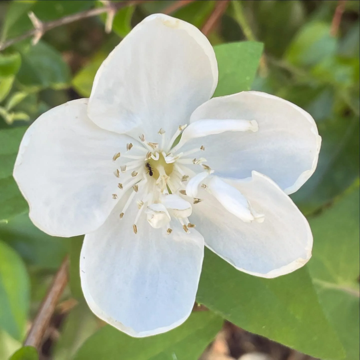 🤍💛🤍Enjoy the beauty and wonder of being an original you! - Dr Christina 
.
.
.
#dr_christina #white #whiteflower #leadyourself #bloom #flowerpower #flower #flowerphotography #photogram #inmygarden #beautiful #gardenphotography #naturephotography #